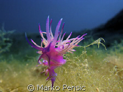 Dance of the Pink Flabelline (flabellina affinis) Komiza ... by Marko Perisic 